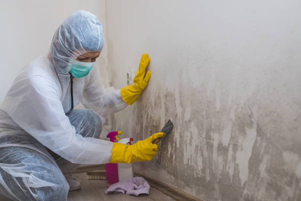 Best Industrial Mold Remediation in Port Ludlow, WA