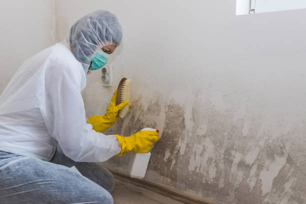 Best Basement Mold Remediation in Port Ludlow, WA