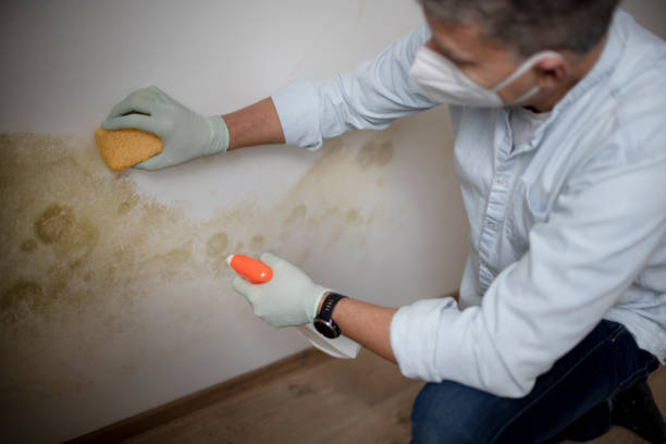 Best Black Mold Remediation in Port Ludlow, WA