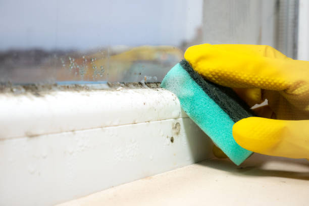 Best White Mold Remediation in Port Ludlow, WA