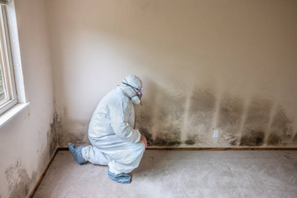 Best Localized Mold Remediation (e.g., coastal areas, humid climates) in Port Ludlow, WA