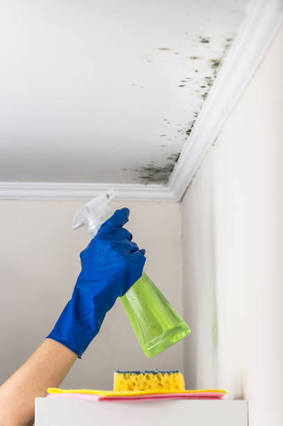 Best Residential Mold Remediation in Port Ludlow, WA